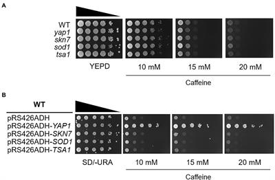 Yap1-mediated Flr1 expression reveals crosstalk between oxidative stress signaling and caffeine resistance in Saccharomyces cerevisiae